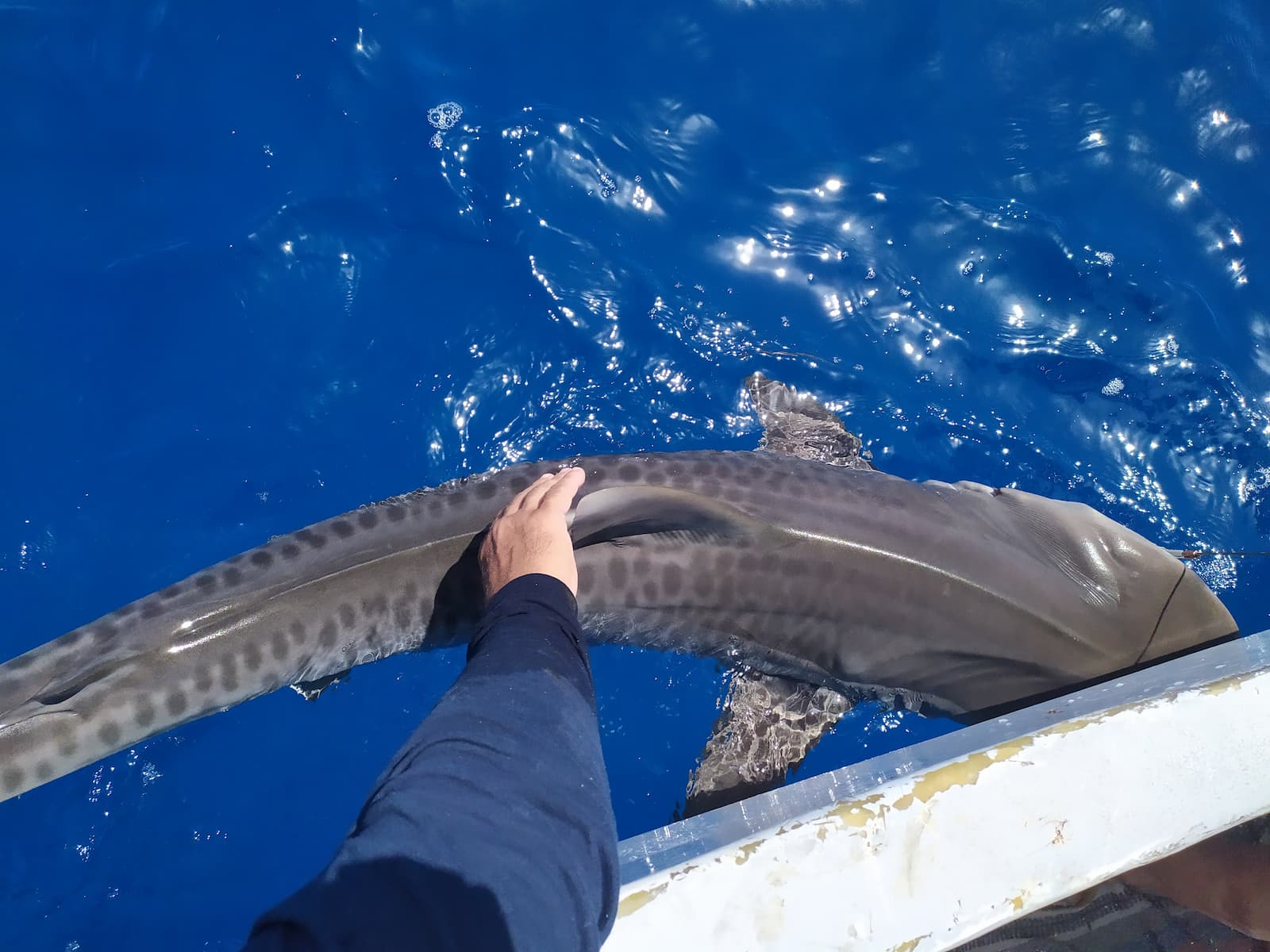 sharks in the mexican caribbean are helping maintain healthy oceans and reefs