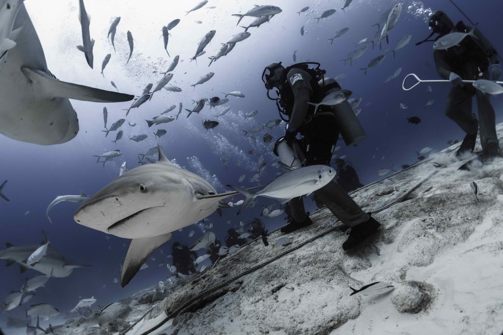 SHARKS PLAYA DEL CARMEN SAVING OUR SHARKS