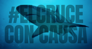 saving our sharks foundation