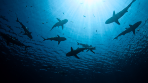 Noche por los Tiburones Saving our Sharks