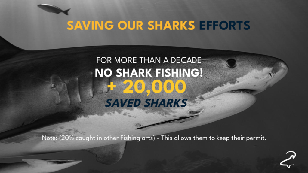 saving our sharks, shark hero, adopt a shark