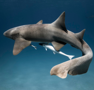 adopt a shark - saving our sharks