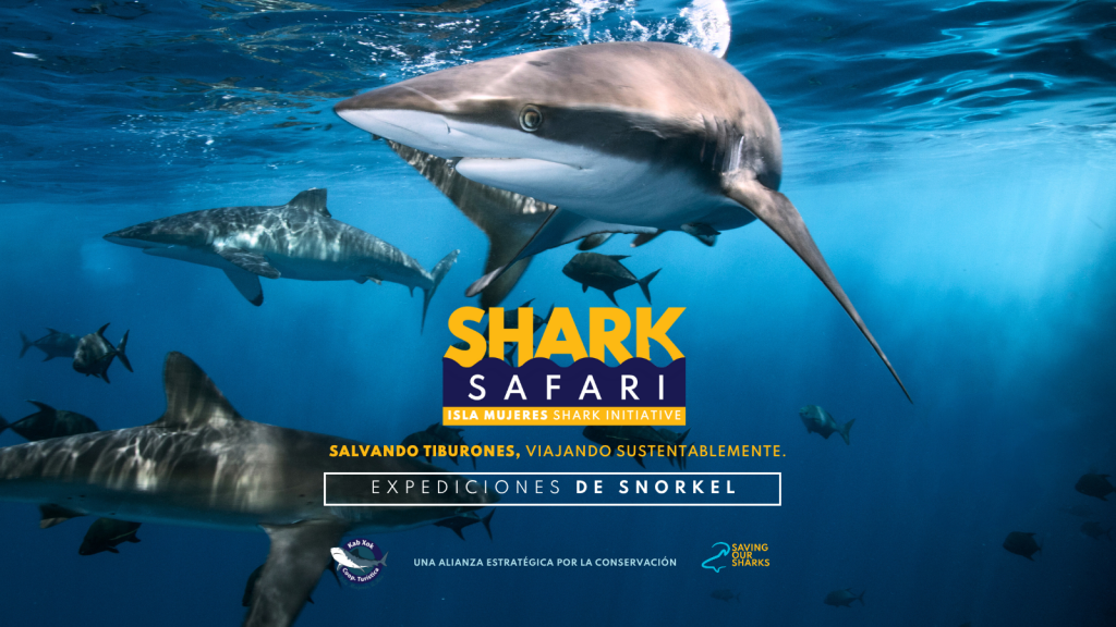 shark safari blog 1