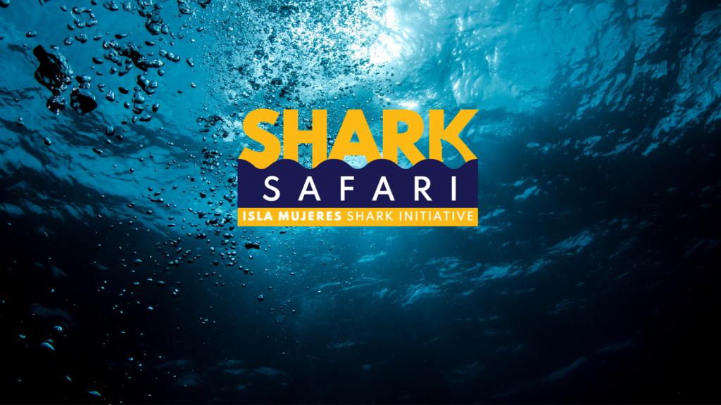 shark safari blog 3