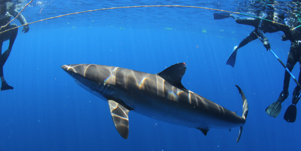 encuentro con tiburón