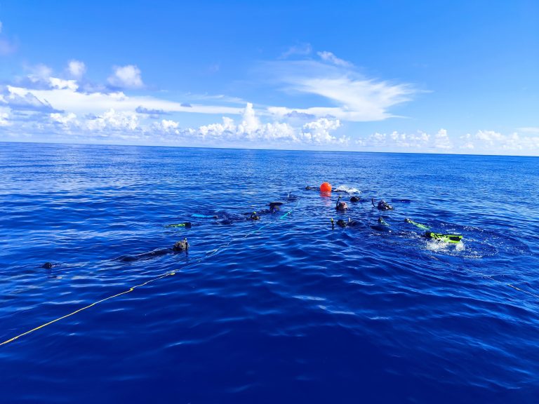 Shark Safari: when tourism transforms into conservation
