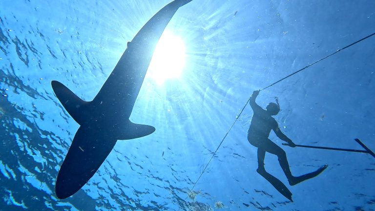 Shark Safari: cuando el turismo se convierte en conservación