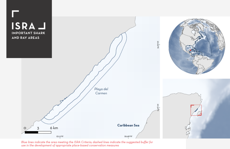 Playa del Carmen: Recognized as an Important Shark and Ray Area (ISRA)
