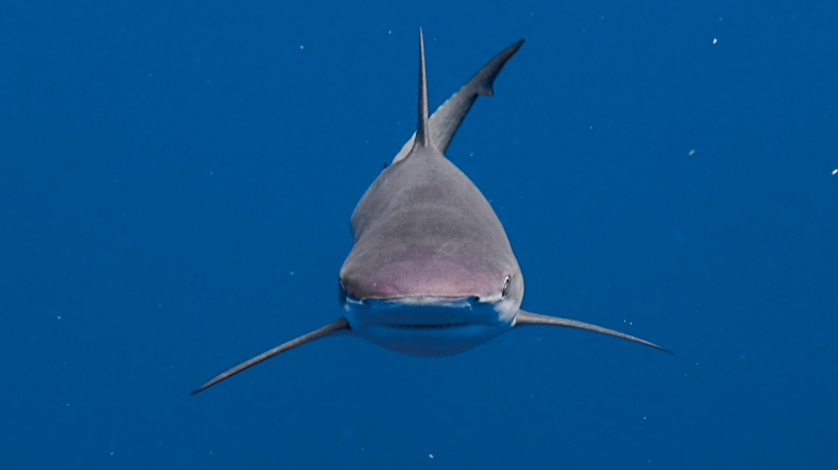 Tiburón Sedoso: La especie del mes