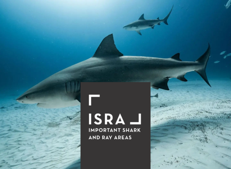 Protegido: Playa del Carmen: reconocida como ISRA (Área Importante para Tiburones y Rayas)